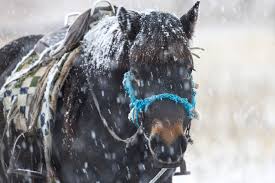 frozen horse